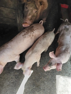 Porci de carne de vânzare 