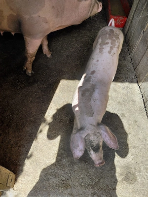 Porci de 3 luni  jumate de vânzare  - imagine 5