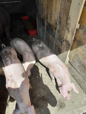 Porci de 3 luni  jumate de vânzare  - imagine 2