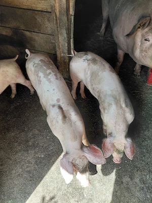 Porci de 3 luni  jumate de vânzare  - imagine 4