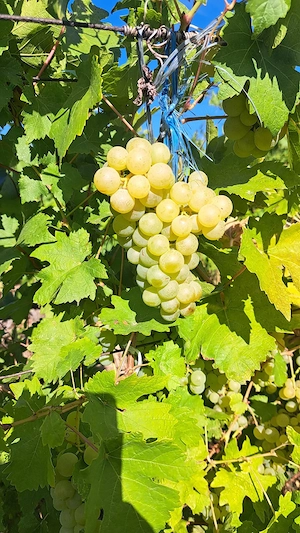 Struguri de masă Ceasla