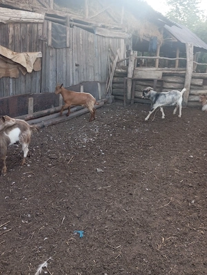 De vânzare iezi și tapi de anul trecut - imagine 2