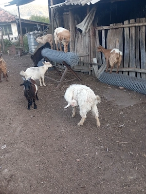 De vânzare iezi și tapi de anul trecut - imagine 3