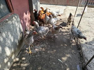 pui de țară 