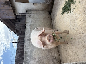 Porc(scroafa) de vanzare - imagine 4