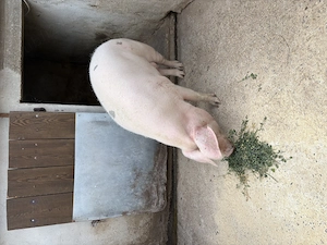 Porc(scroafa) de vanzare - imagine 3