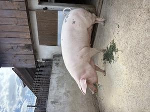 Porc(scroafa) de vanzare - imagine 2