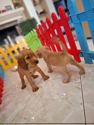 Cocker spaniel  - imagine 3