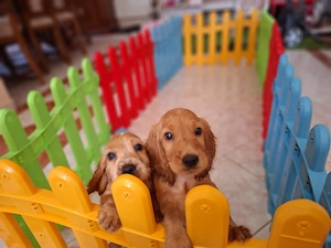 Cocker spaniel  - imagine 2