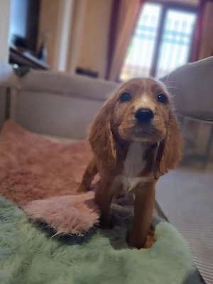 Cocker spaniel 
