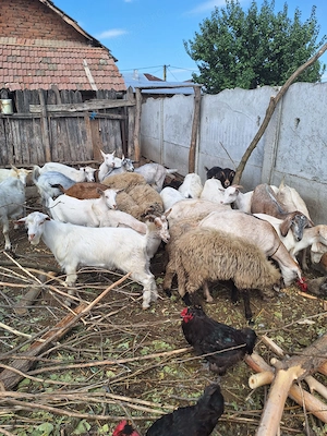 Vând capre cu lapte și fără lapte plus miei și purcei - imagine 2