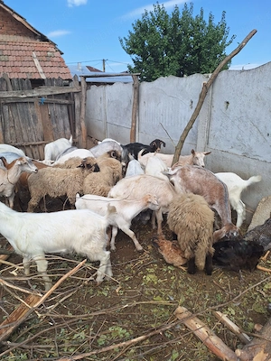 Vând capre cu lapte și fără lapte plus miei și purcei - imagine 4
