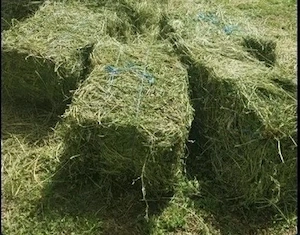 Baloți de lucernă, fân si paie de vanzare