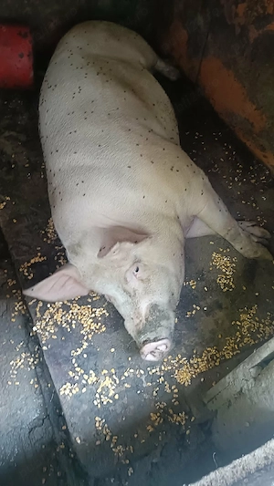 Vând porc 