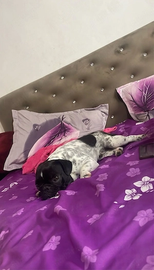 Vând bulldog francez 