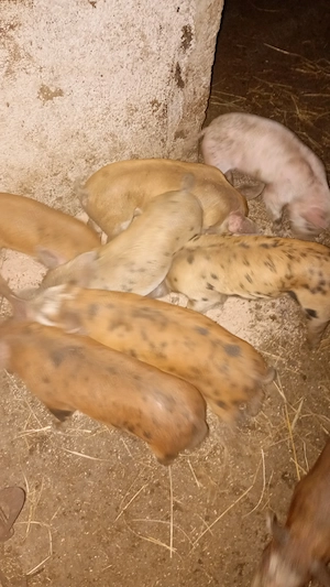 Purceluși sănătoșii 