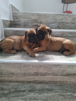 De vânzare boxer german