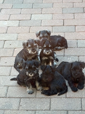 Vand Schnauzer Pitic