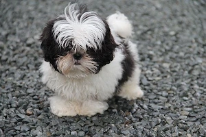 shihtzu calitate 2 luni baietel