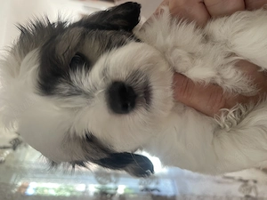 Două cățelușe shih tzu își caută stăpâni