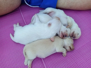 Cățeluși Spitz cauta familie iubitoare 