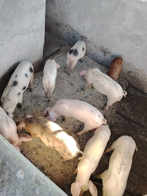 Vand purcei duroc cu marele alb