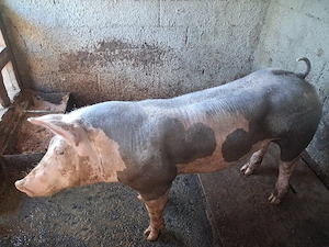 Porc Pietrani Belgian Pur