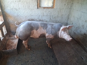 Porc Pietrani Belgian Pur - imagine 3