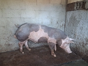 Porc Pietrani Belgian Pur - imagine 2