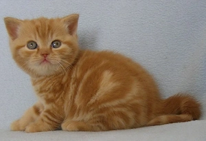 American Shorthair orange tabby! - imagine 2