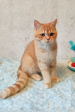 American Shorthair orange tabby! - imagine 4