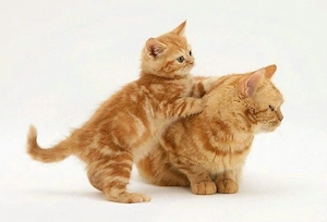 American Shorthair orange tabby!