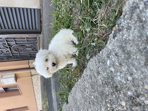 Bichon Maltez