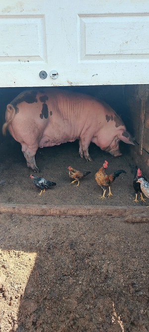 Vând purcica duroc în jur de 250 kg 15 lei în viu   jud Iași Holboca 