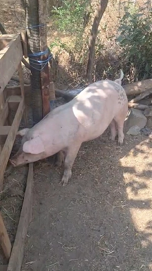 Porc de 80 kg de vanzare
