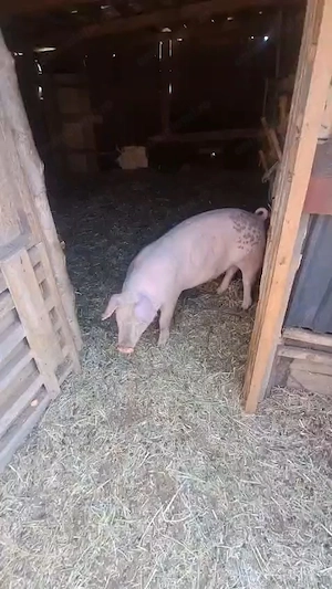 Vand un porc 80-90 kg