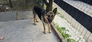 Ofer spre adoptie doua cateluse in varsta de 1 an, de  ciobanesc german metis - imagine 2