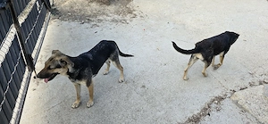 Ofer spre adoptie doua cateluse in varsta de 1 an, de  ciobanesc german metis - imagine 3
