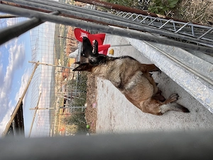 Ciobanesc belgian Malinois  - imagine 3
