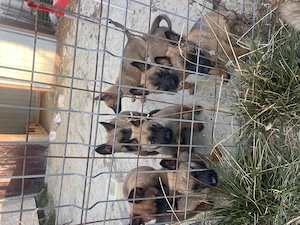 Ciobanesc belgian Malinois 