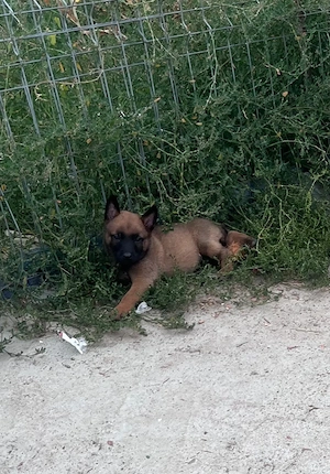 Ciobanesc belgian Malinois  - imagine 2