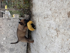 Ciobanesc belgian Malinois  - imagine 4