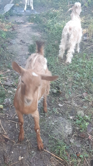 Ieduț și două ieduțe de vânzare  au 7-8luni