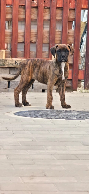 Vând cățea de 11 săptămâni 