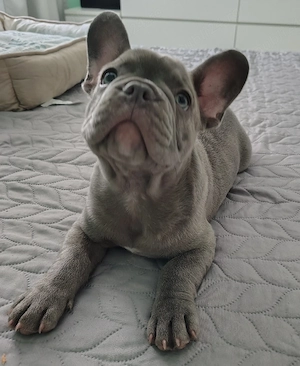 Bulldog Francez Blue