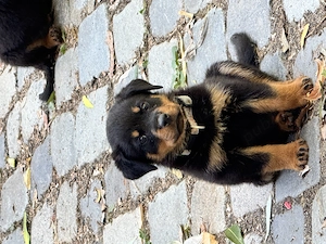 Pui Rottweiller Talie Mare Rasa Pura - imagine 4