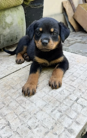 Pui Rottweiller Talie Mare Rasa Pura - imagine 3