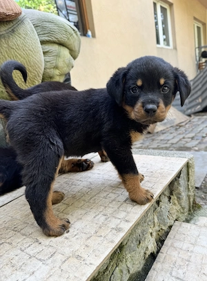 Pui Rottweiller Talie Mare Rasa Pura - imagine 2