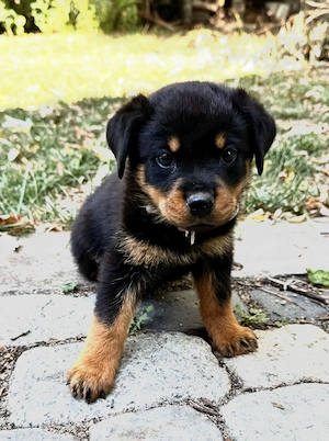Pui Rottweiller Talie Mare Rasa Pura - imagine 5