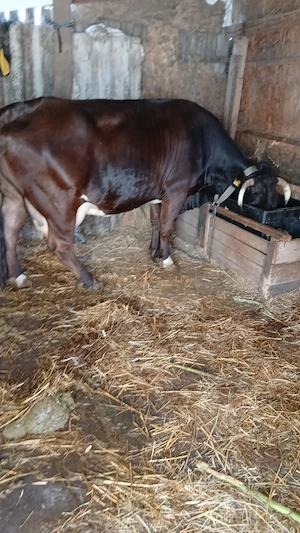 Vaca de vanzare, bine intretinuta, cu vitel.  - imagine 2